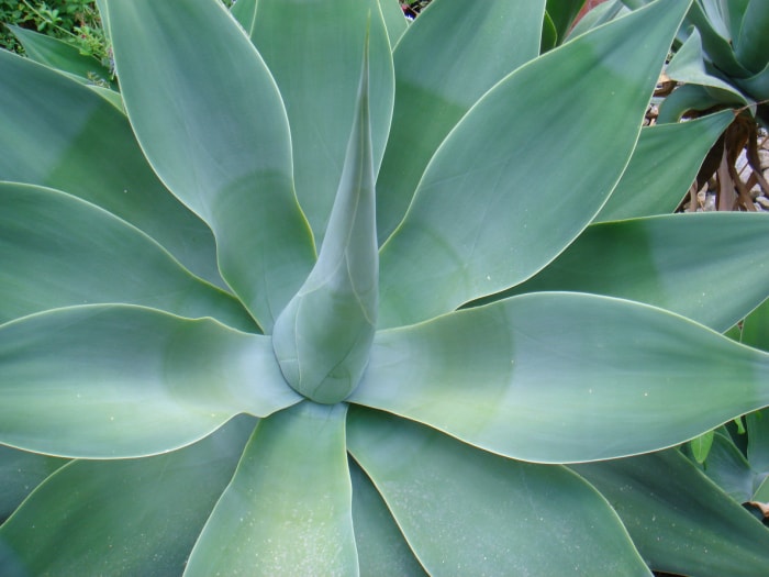 soins des plantes d'agave agave queue de renard gros plan dans le jardin