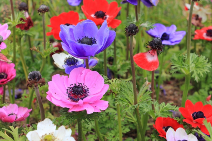 fleur d'anémone colorée fleurissant au printemps après la plantation des bulbes à l'automne