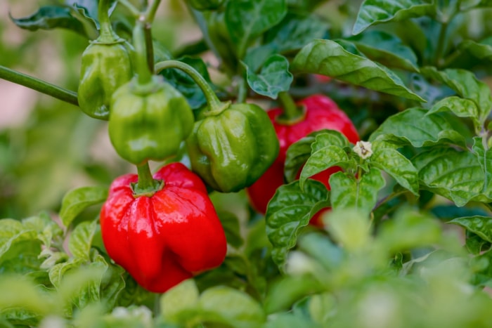 types de poivrons - scotch bonnet plant