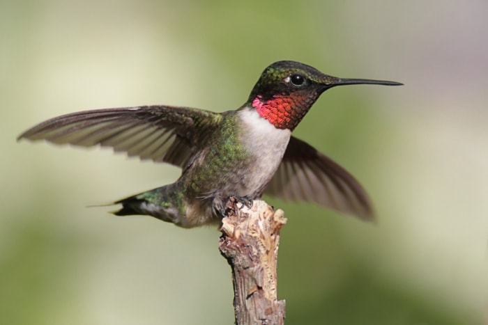 colibri à gorge rouge en vol