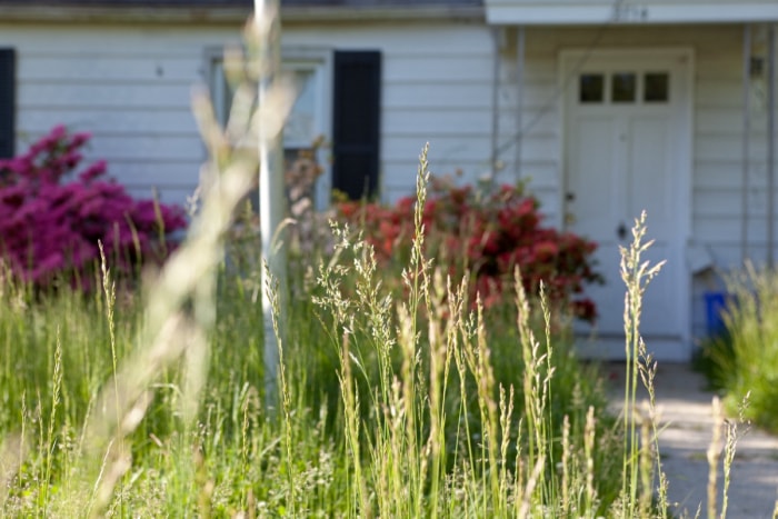 Herbe envahie par la végétation avec une maison en arrière-plan