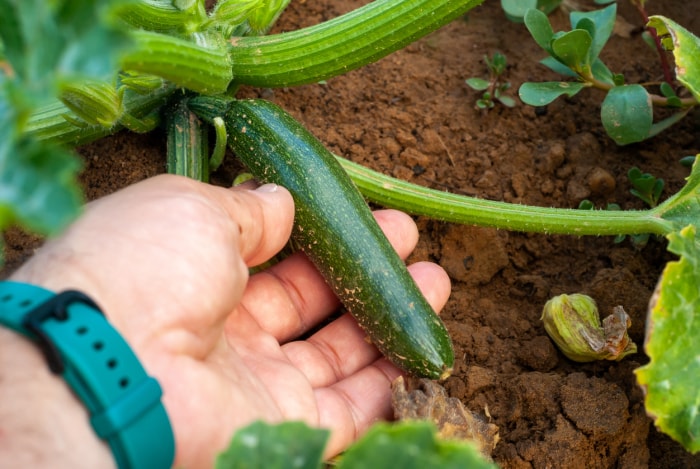 vue rapprochée de la main d'un agriculteur cueillant une courgette verte de la plante