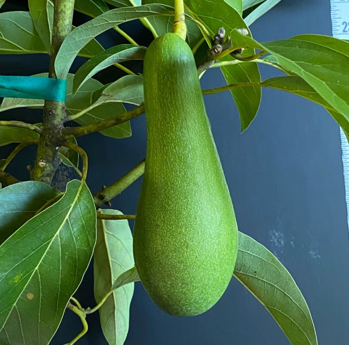 Gros plan d'un long fruit d'avocat suspendu à l'arbre.