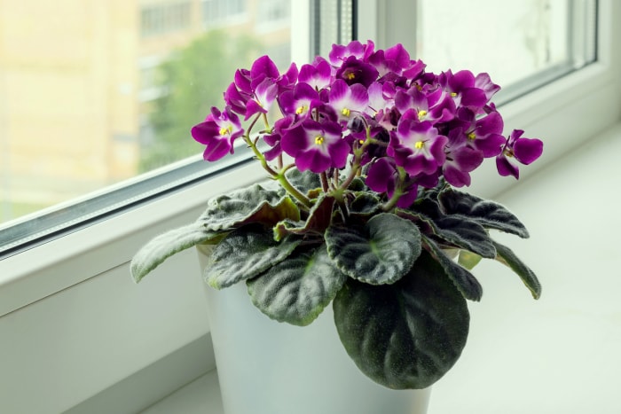 Une violette africaine lilas en fleur pousse dans un petit pot sur le rebord d'une fenêtre.