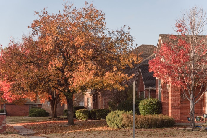 Feuillage d'automne coloré sur la pelouse devant une maison résidentielle près de Dallas, Texas, États-Unis. Tapis épais de feuilles de poirier Bradford au lever du soleil