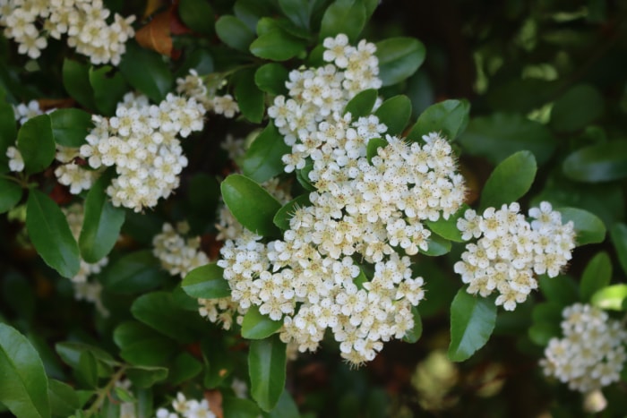 Gros plan d'un buisson de Pyracantha ou de Firethorn avec de nombreuses fleurs blanches sur les branches au début de l'été