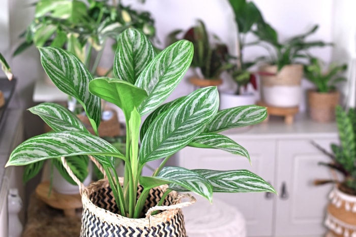 plantes d'intérieur à faible luminosité, conifères chinois en pot