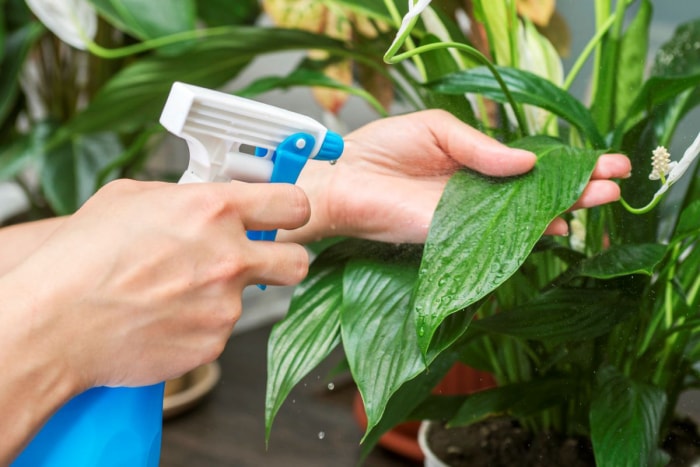 Comment aider vos plantes d'intérieur à survivre à l'hiver