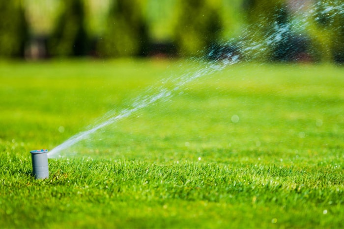 Combien de temps faut-il pour faire pousser de l'herbe si vous arrosez régulièrement la pelouse