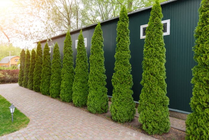 Arbres à feuilles persistantes alignés contre la maison