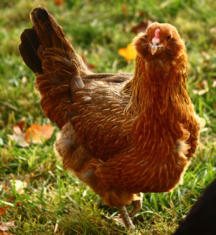 types de poulet