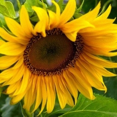 10 fleurs de tournesol à ne pas manquer