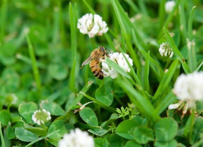 12 façons d’être un bon voisin pour la faune de votre jardin