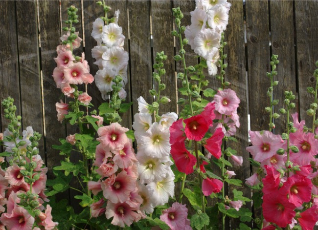 fleurs à l'ancienne