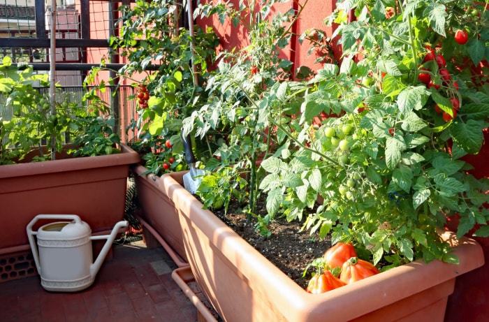 10 choses que tout nouveau jardinier devrait savoir sur les plants de tomates en pot sur le balcon