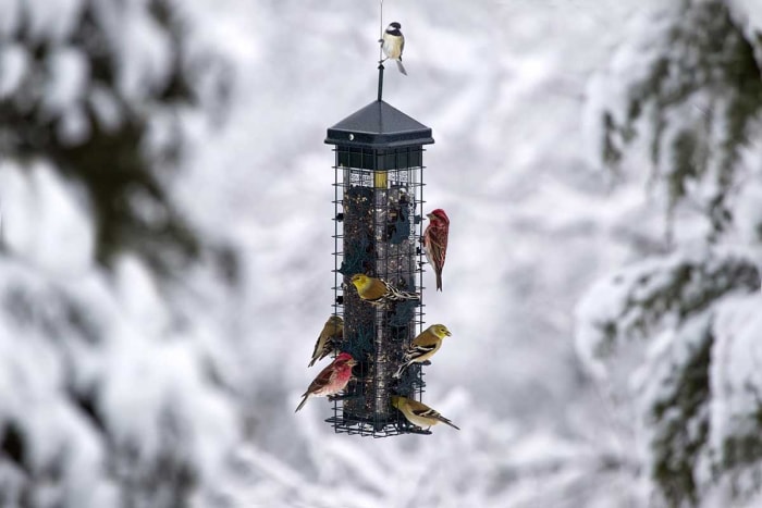 Ce dont tout ornithologue a besoin pour son jardin Option Brome Squirrel Solution200 Mangeoire à oiseaux à l'épreuve des écureuils