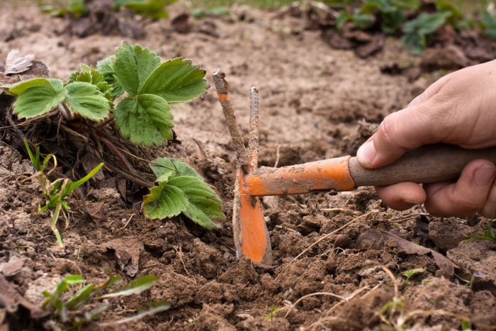 iStock-493626104 conseils de jardinage biologique gros plan d'un homme désherbant des plans de fraises avec une houe en métal