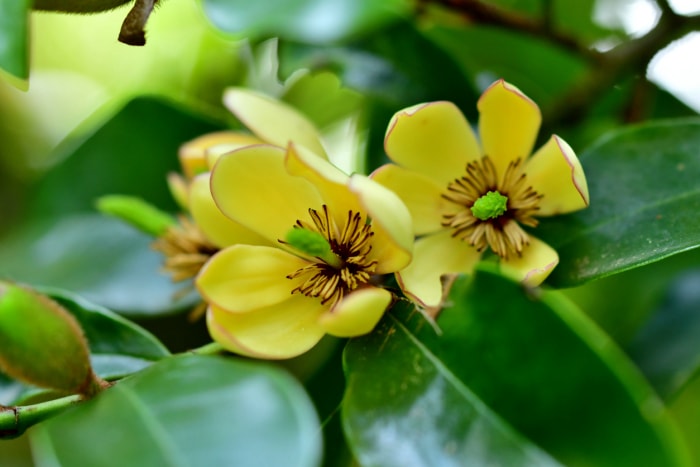 Gros plan de fleurs jaunes de Magnolia figo (arbuste bananier)