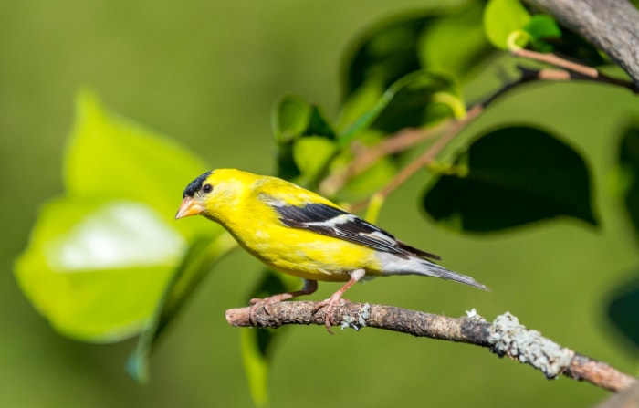 Chardonneret sur une branche