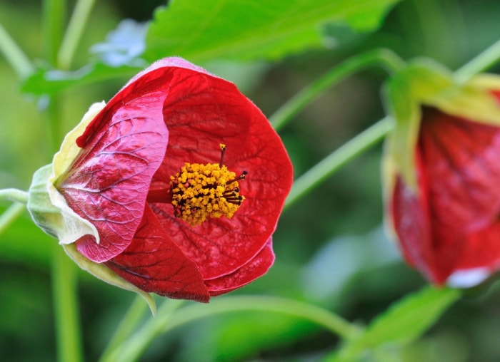 8 plantes à ne jamais cultiver à l'intérieur