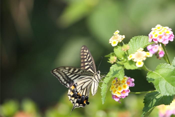 Une fleur plantée à l'extérieur avec un papillon posé dessus. 