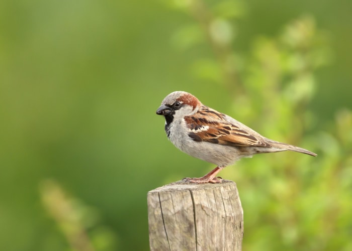 moineau domestique brun