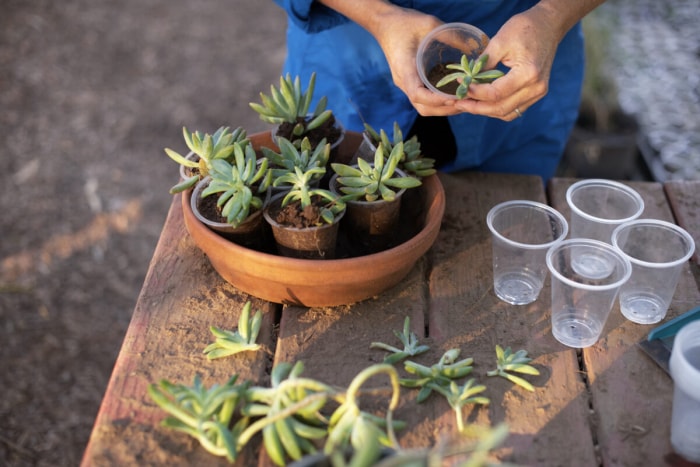 Propagation de plantes succulentes