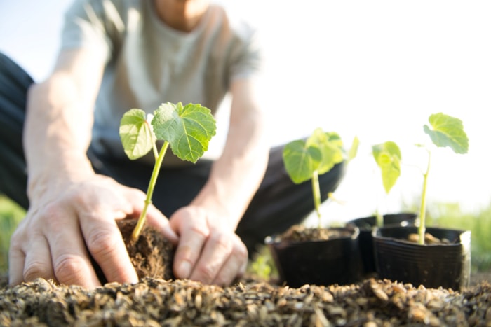 Le jardinier transplante des plants de gombo dans le jardin.