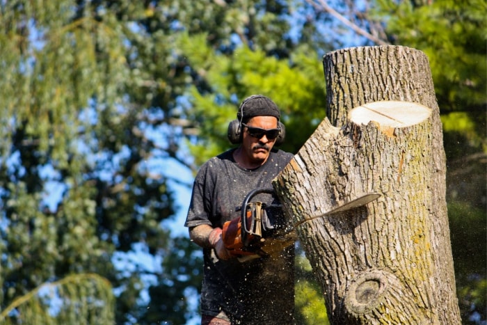 L'assurance habitation couvre-t-elle l'abattage d'arbres ?