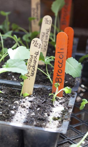 Jardinage d'intérieur : choisir des contenants pour les plantes