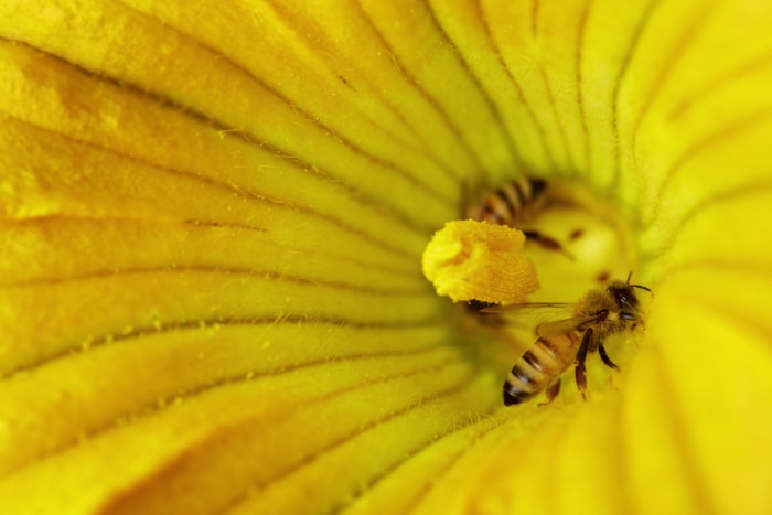 types d'abeilles-abeille courge