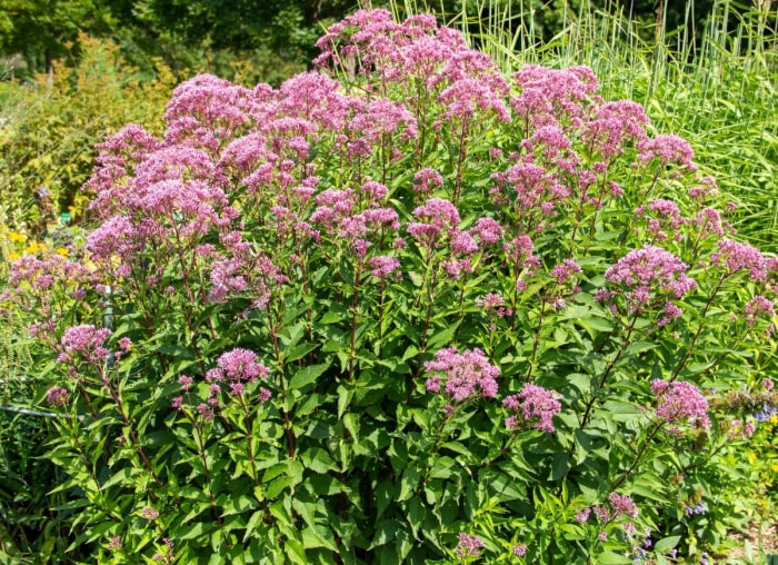 10 fleurs d'automne résistantes au froid