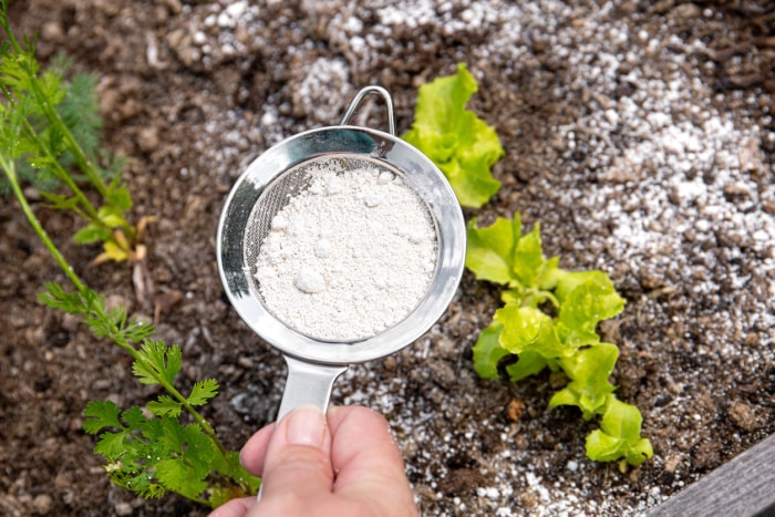 Un jardinier saupoudre de la poudre de terre de diatomées (Kieselgur) pour repousser les insectes de manière biologique et non toxique sur la salade du potager, déshydratant ainsi les insectes.