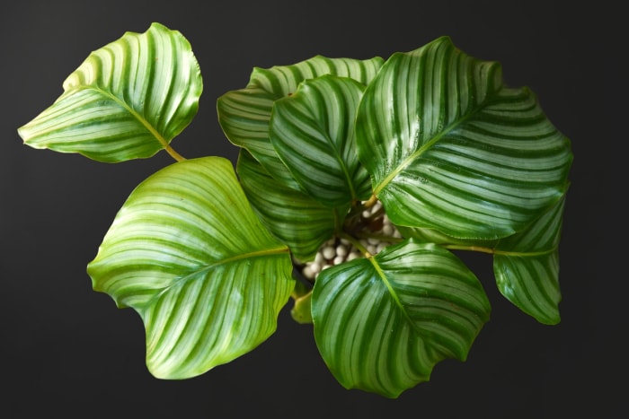 Belle plante d'intérieur exotique 'Calathea Orbifolia Prayer Plant' avec des feuilles rondes à rayures sur fond noir foncé