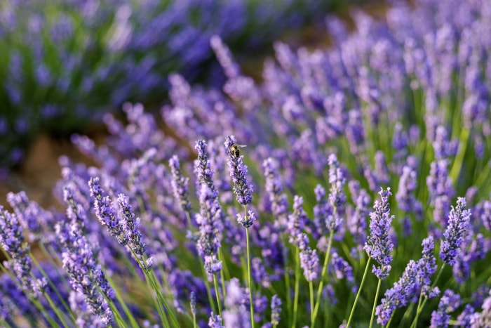 tiges de lavande violette dans le jardin