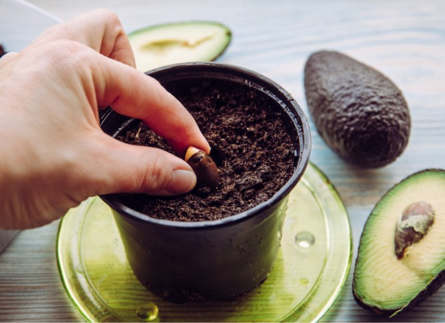 Personne plantant une graine d'avocat dans un pot entouré d'avocats entiers et coupés.