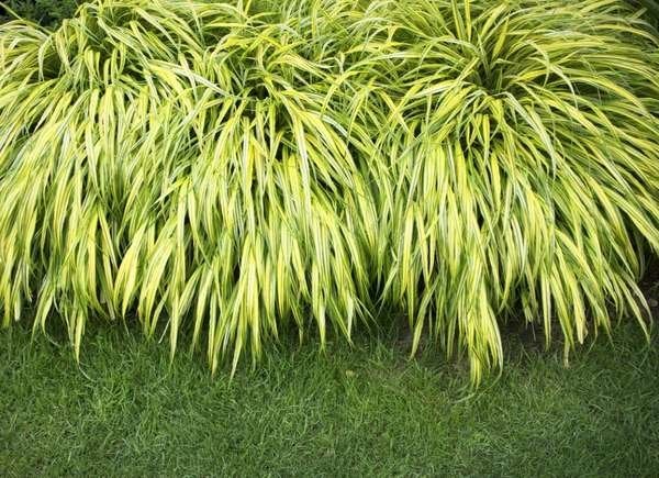 Plante couvre-sol poussant sur la pelouse