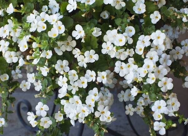 istock plantes pour paniers suspendus bacopa-snowtopia