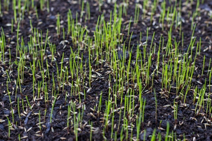 Combien de temps faut-il à l'herbe pour pousser ?