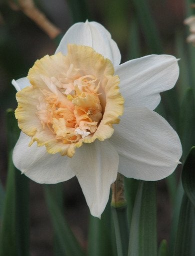 9 jonquilles pour égayer votre jardin