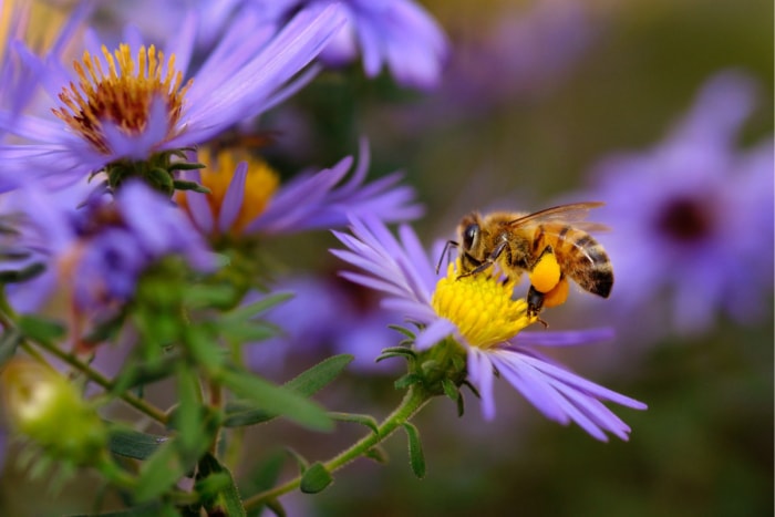 plantes résistantes aux lapins