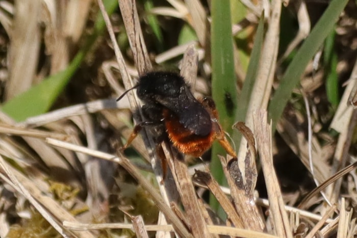 types d'abeilles - abeille maçonne