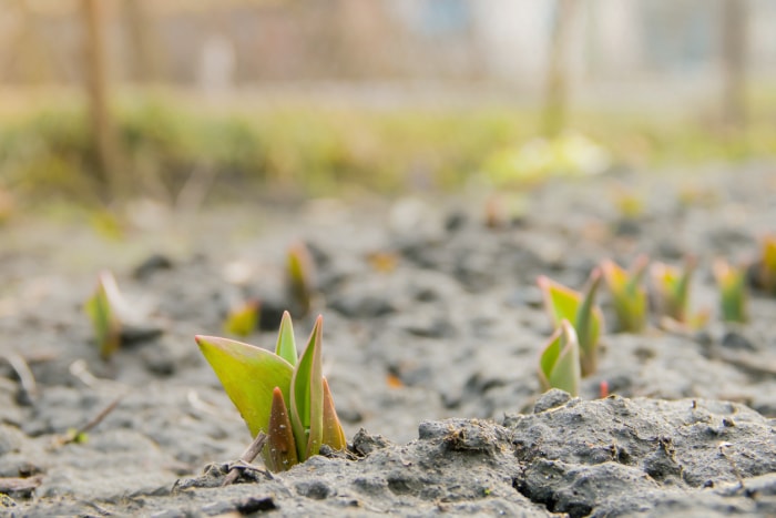 quand planter les bulbes de tulipe