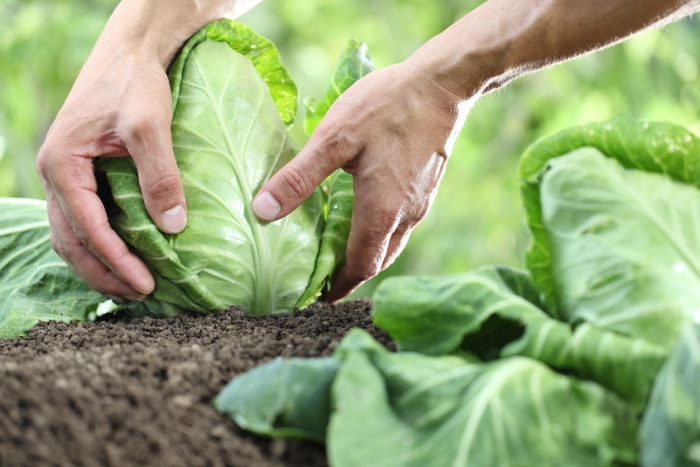 Mains cueillant un chou dans un potager