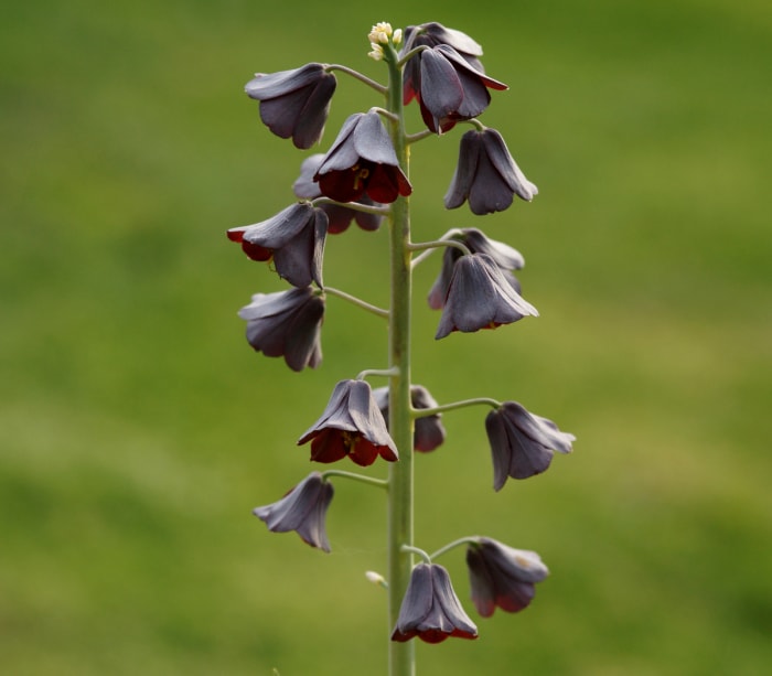 Au premier plan se dresse une grande plante de lys persan, ses nombreuses fleurs noires en forme de cloche tournées vers le bas.