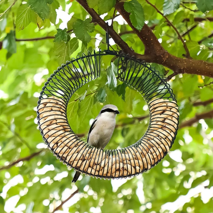 types de mangeoires pour oiseaux - mangeoire à cacahuètes