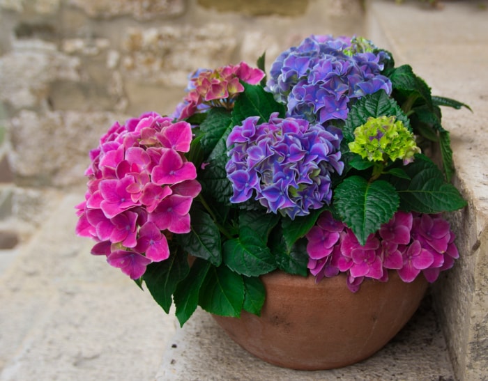 Les hortensias peuvent-ils pousser en pot - hortensias multicolores en pot