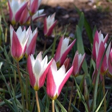 Tulipes botaniques : Joyaux du jardin