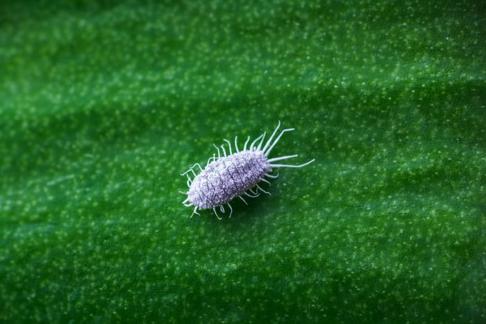 Cochenille blanche en gros plan.