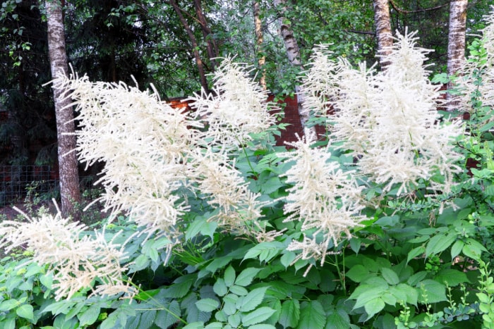 Grande plante aux fleurs blanches duveteuses.